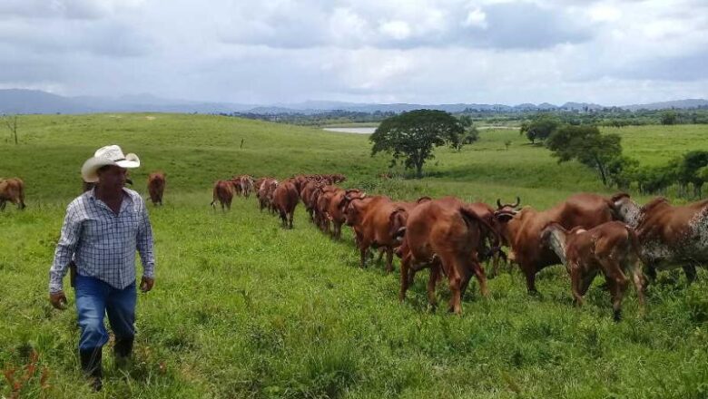 A la vanguardia CPA “Juan González” de Cabaiguán en la producción de leche y carne (+Audio)