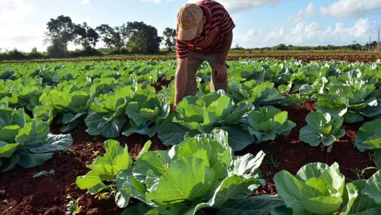 Estimulan proceso de bancarización en sector agropecuario de Cabaiguán (+Audio)