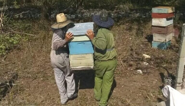 Apicultores de Sancti Spíritus entran en la llamada zafra de la miel