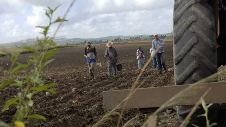 Sancti Spíritus retoma la siembra de frijol por la vía estatal