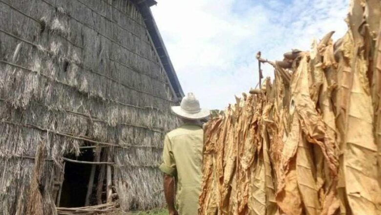 Nuevos incentivos para la cosecha de tabaco en Sancti Spíritus