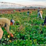 Mantiene deudas con la población agricultura cabaiguanense, a pesar de avances en algunos de sus programas priorizados (+Audio)