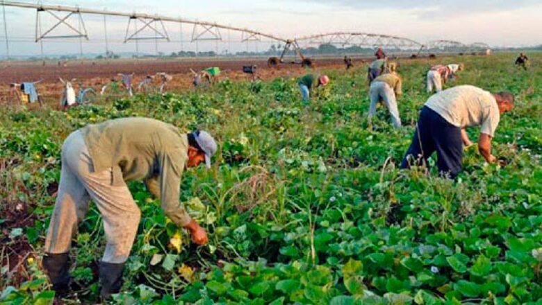 Mantiene deudas con la población agricultura cabaiguanense, a pesar de avances en algunos de sus programas priorizados (+Audio)