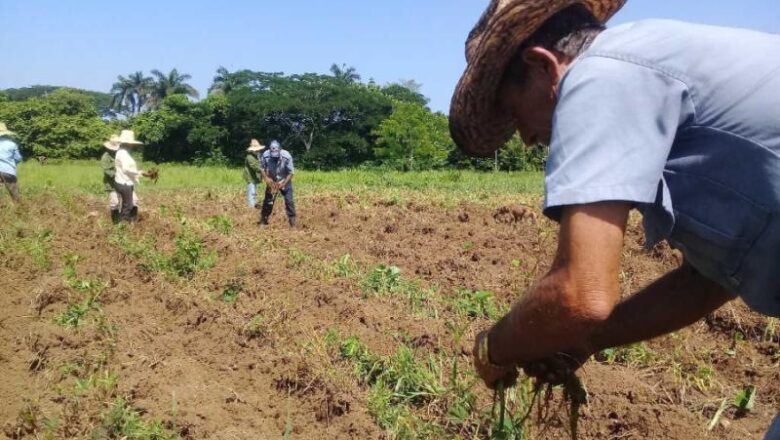 Trabaja Delegación de la Agricultura en Cabaiguán en la identificación de áreas para aumentar la entrega de tierras de uso colectivo