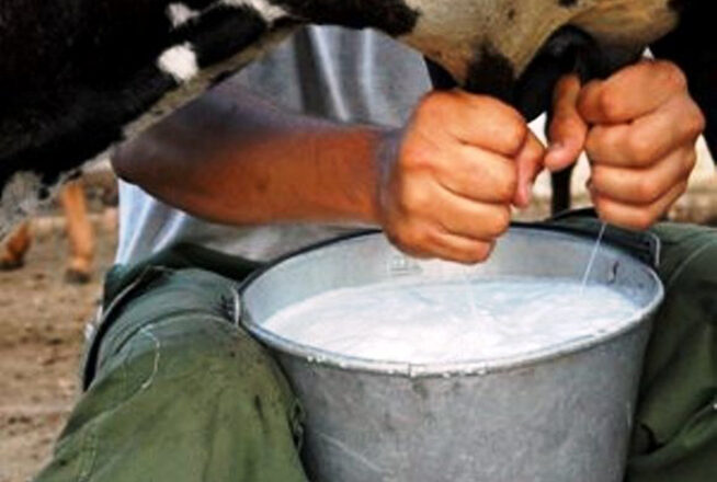 Se propone Delegación de la Agricultura en Cabaiguán estimular la producción lechera