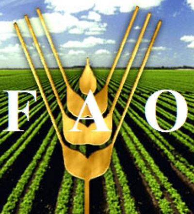 Guerras y crisis financiera agravan hambre mundial, afirma FAO