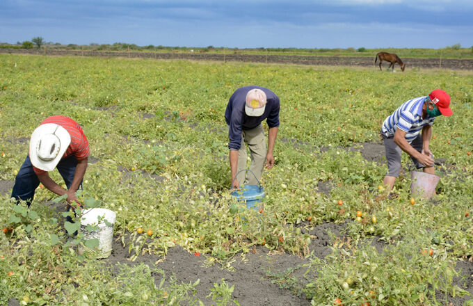 Asume grandes retos Empresa Agroindustrial Municipal Cabaiguán a solo tres meses de su creación (+Audio)