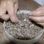 Un catalizador para los productos biológicos