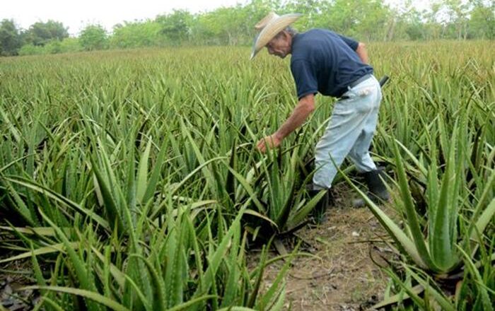 Finca de semilla La Virtuosa: garantía de alimentos para los rebaños