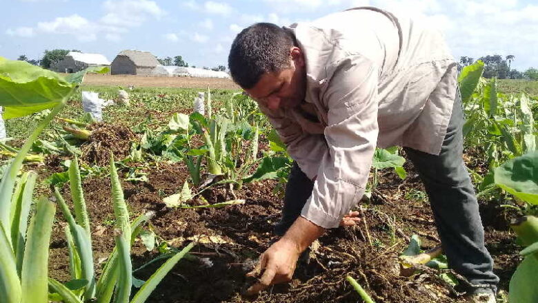 Trazan proyecciones de trabajo para el presente año en la Empresa Agroindustrial de Cabaiguán