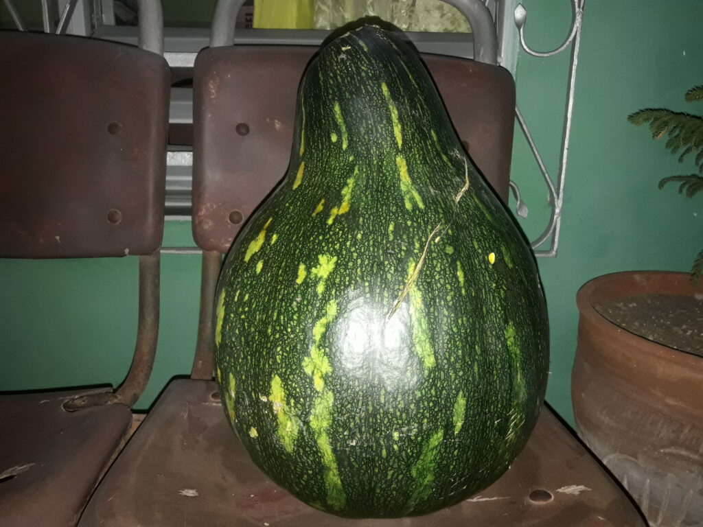 Calabaza