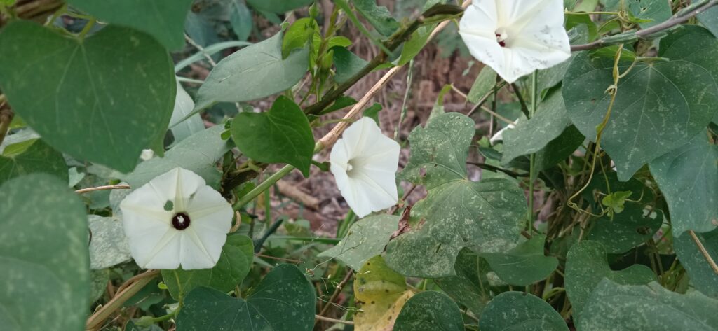 campanilla