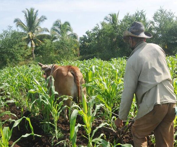 Cuba arreciará control de tierras agrícolas y tenencia de ganado mayor