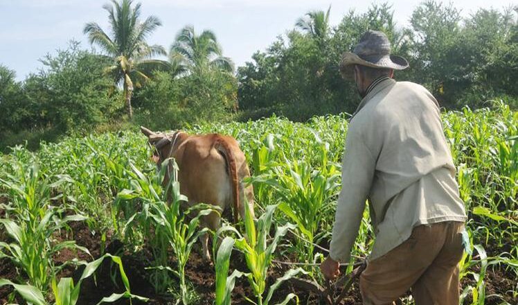 Cuba arreciará control de tierras agrícolas y tenencia de ganado mayor