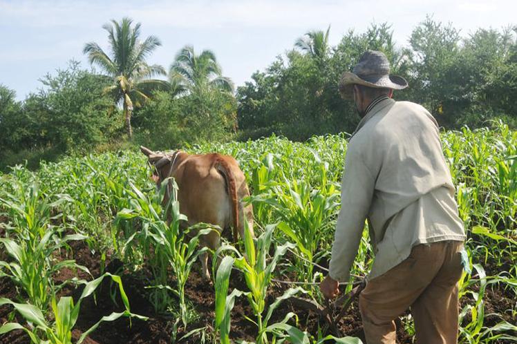 Agricultura Cuba 1