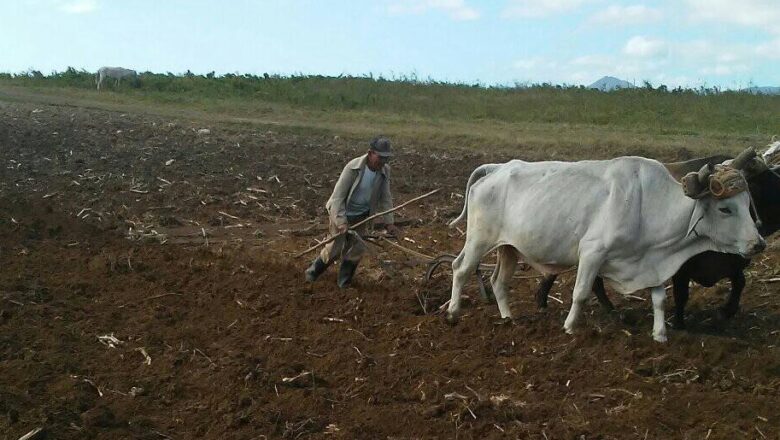 Campesinos a pie de surco