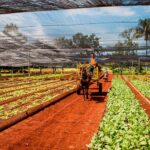 Agricultura cubana con muchas potencialidades aún por explotar