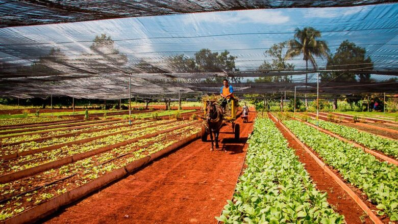 Agricultura cubana con muchas potencialidades aún por explotar
