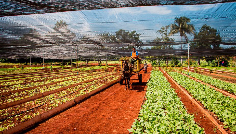 cuba AGRICULTURA URBANA 926x525 1