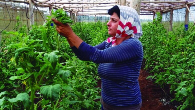 Cultivos con aroma de mujer