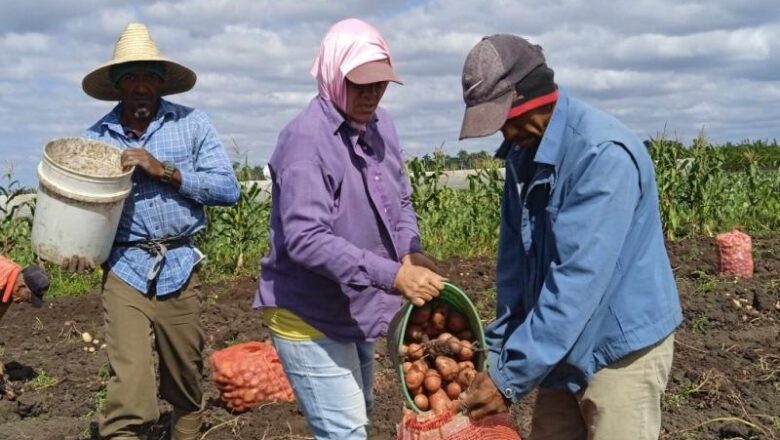 La papa agroecológica sí da