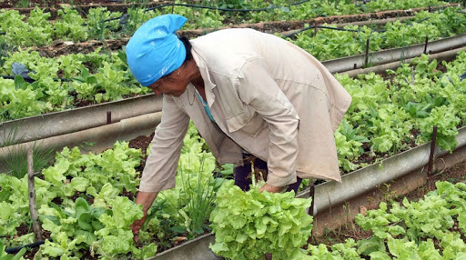Priorizan especialistas de la Empresa Agroindustrial de Cabaiguán atención al movimiento de la agricultura urbana, suburbana y familiar (+Audio)