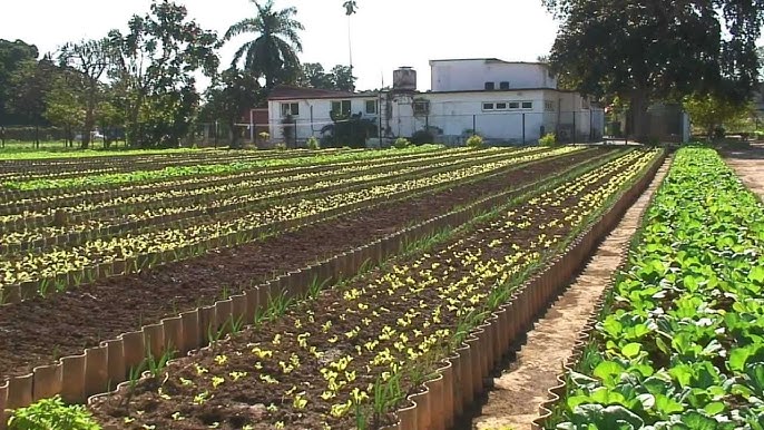 Aprueba Consejo de la Administración Municipal de Cabaiguán Proyecto Iniciativa local para contribuir a la seguridad alimentaria y nutricional