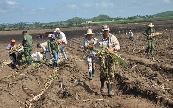 Convoca UJC de Cabaiguán a trabajo productivo en saludo al 4 de abril