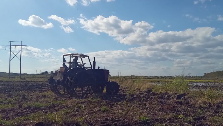 La osadía de cultivar arroz en estos tiempos