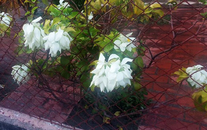 La Mussaenda o Flor de Trapo