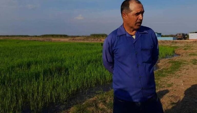 Sur del Jíbaro por incrementar producciones de arroz en la cosecha de invierno