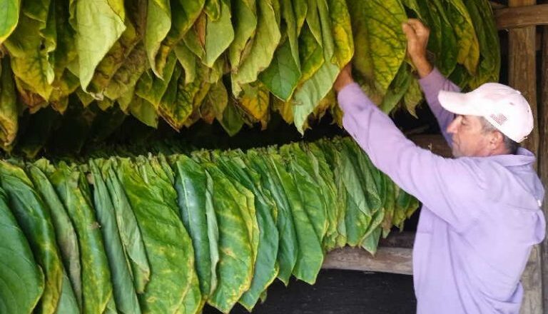 Una vega de tabaco a la mitad