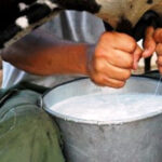 Apuestan campesinos de la CCS “Nieves Morejón López” de Cabaiguán por cumplir planes de leche y carne este año