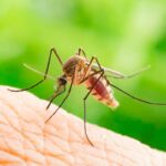 Continúan apareciendo focos del mosquito Aedes Aegypti en Cabaiguán