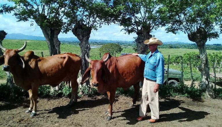 Apuesta Cabaiguán por recuperar la ganadería, a pesar de limitaciones y escasez de recursos