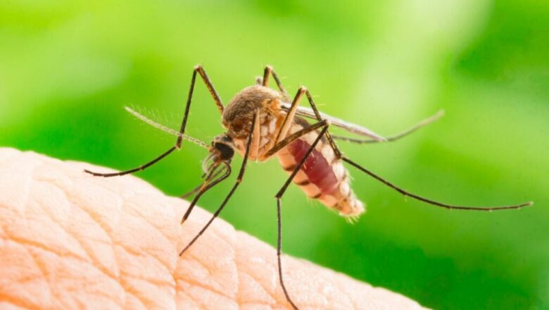 Continúan apareciendo focos del mosquito Aedes Aegypti en Cabaiguán