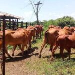 Deficiencias en el control de la masa en Cabaiguán contribuyen al sacrificio de ganado y desvío de leche hacia destinos irregulares (+Audio) 