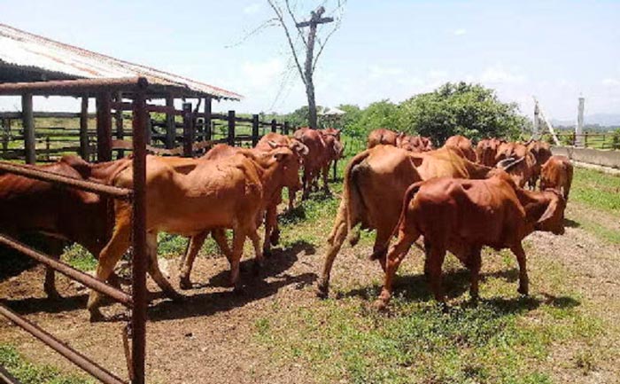 Deficiencias en el control de la masa en Cabaiguán contribuyen al sacrificio de ganado y desvío de leche hacia destinos irregulares (+Audio) 