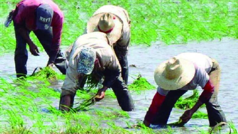 Sancti Spíritus retoma el cultivo de arroz popular