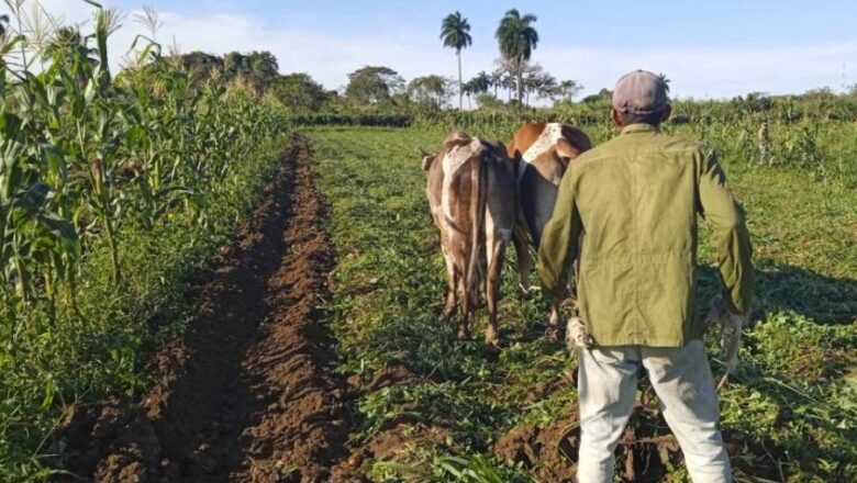 Día del Campesino en Sancti Spíritus: Premio a la obra del campo