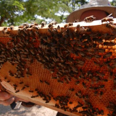 Las abejas también tienen su día