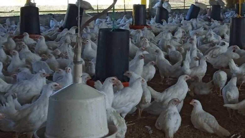 Avicultura en Sancti Spíritus acoge ensayo clínico de vacuna
