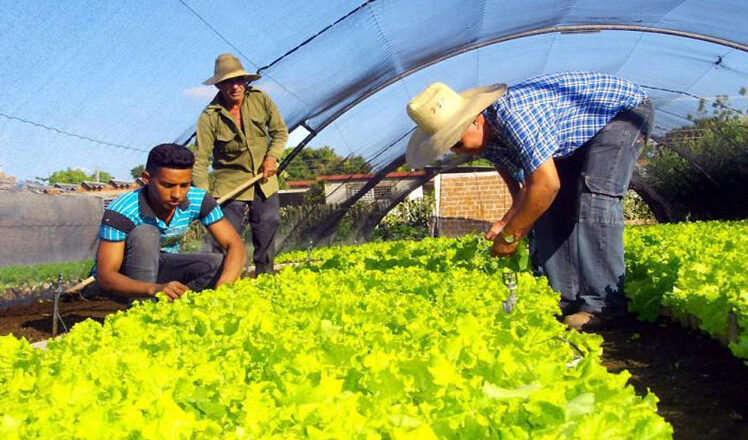Avanza Cabaiguán en la implementación del Plan Nacional de Soberanía Alimentaria y Educación Nutricional (+Audio)