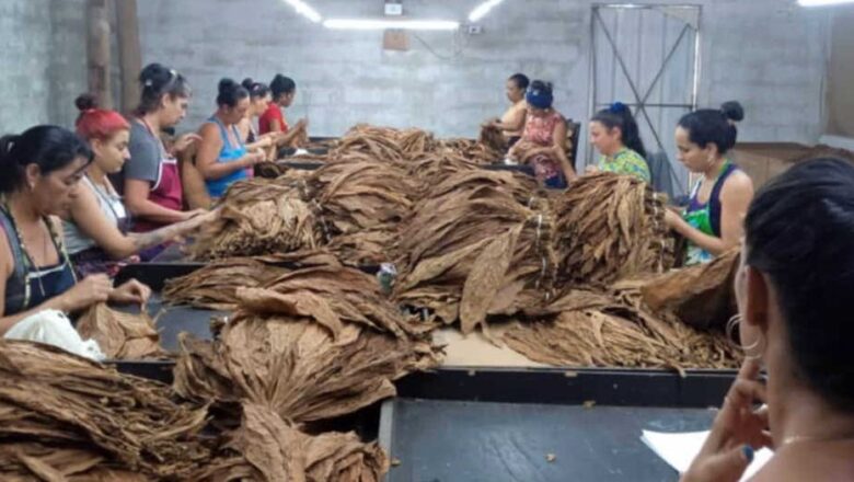 Experimentan cura controlada de tabaco en Sancti Spíritus