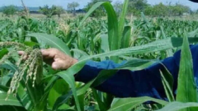 SEBIOSAN: primera mipyme de la Agricultura en Sancti Spíritus