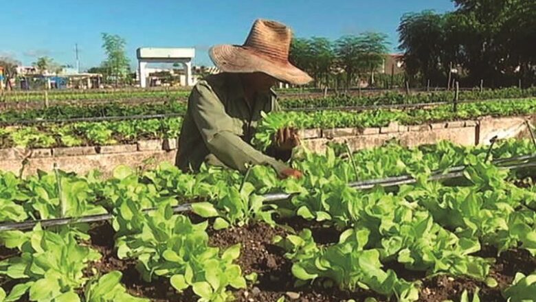 Sobresale Sancti Spíritus en la producción de hortalizas y vegetales