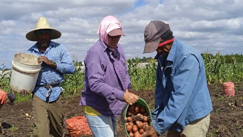 Comenzó la distribución de la papa ecológica en las bodegas de Cabaiguán (+Audio)