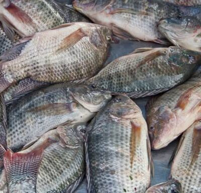 La tilapia: un alimento muy demandado para la alimentación