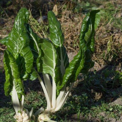 Las acelgas: Ricas en vitaminas y minerales para nuestra salud
