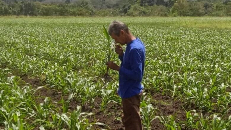 Ciencia a favor de la agricultura en Yaguajay